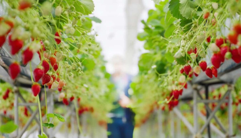 Greenhouse Strawberry Farming