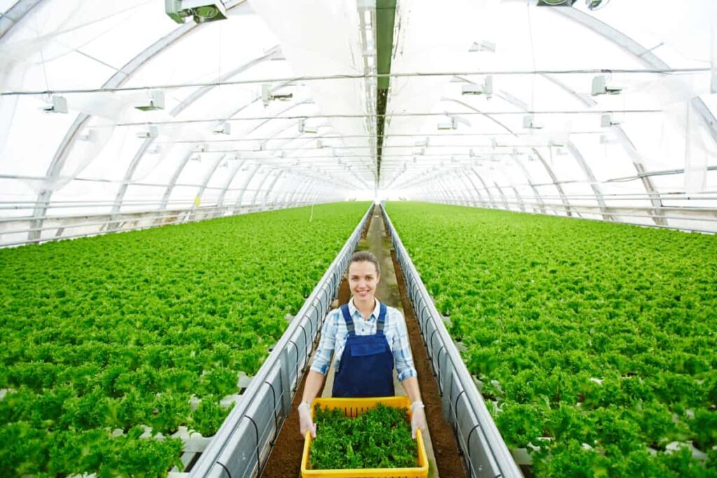 Greenhouse Lettuce Farming 