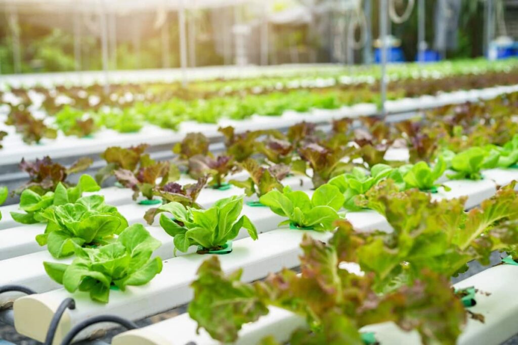 Hydroponic Lettuce Farming 