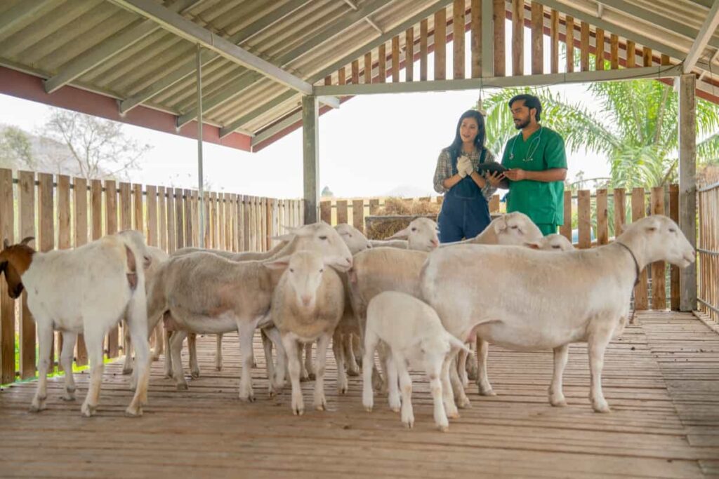 Dairy Sheep Farming