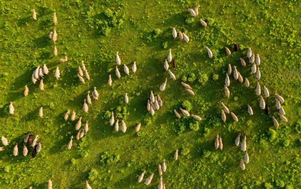 Dorper Sheep Farming in Kenya