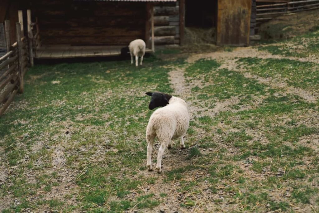 Dorper Sheep Farm
