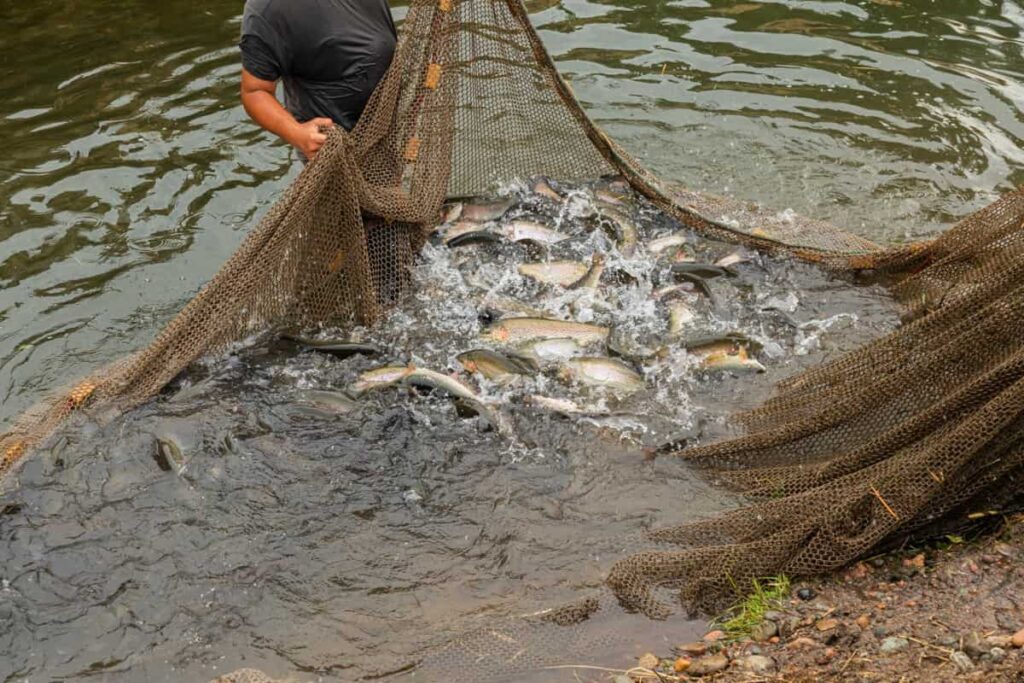 Fish Farming in Kenya