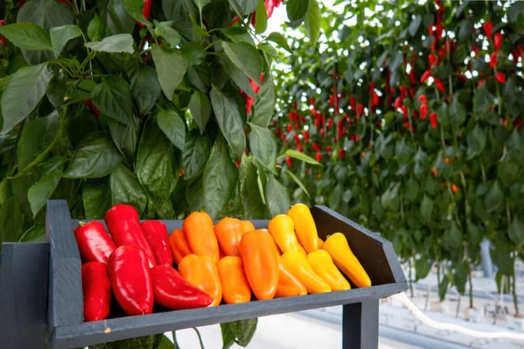 Greenhouse Red and Yellow Pepper Farming