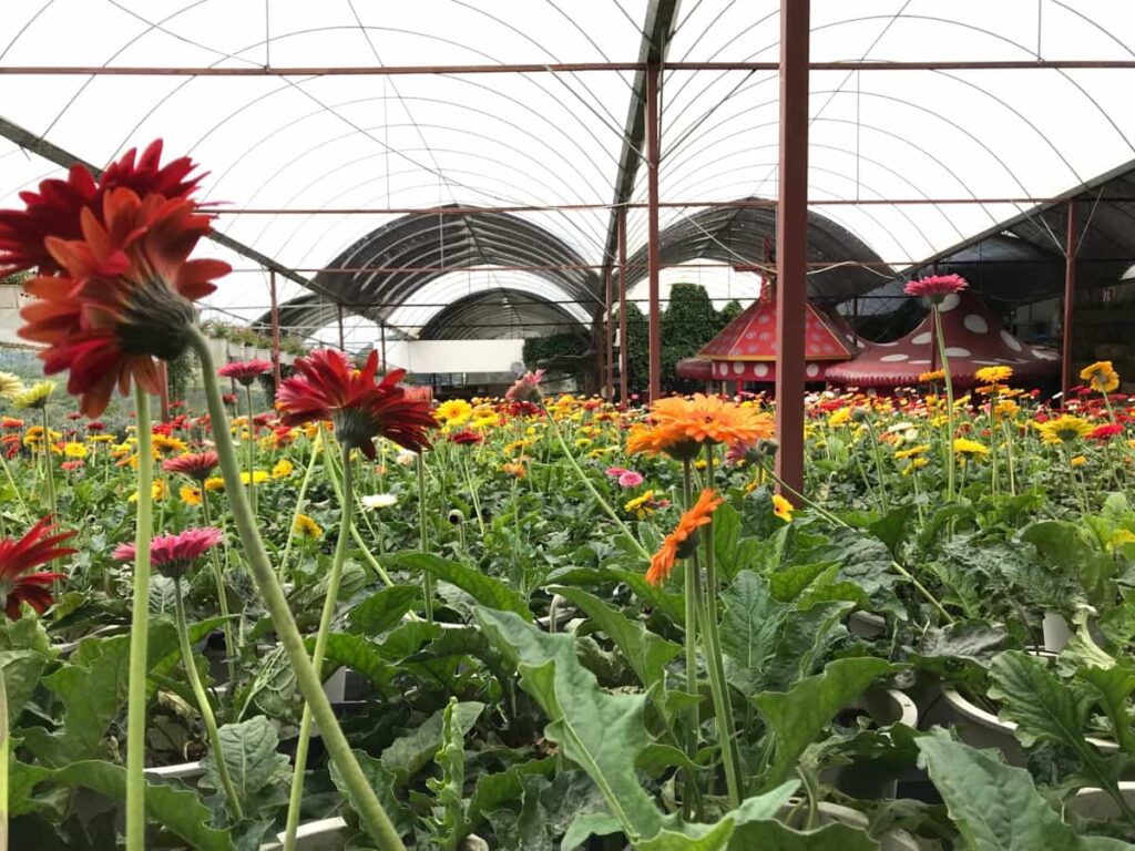Greenhouse Flower Farming