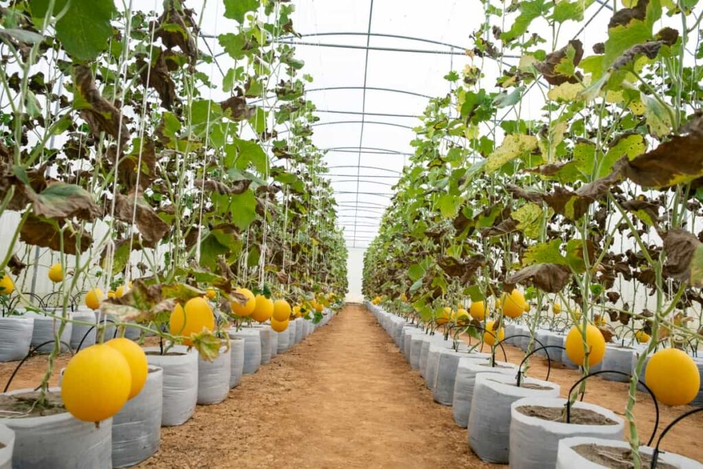 Greenhouse Yellow Bell Pepper Farming