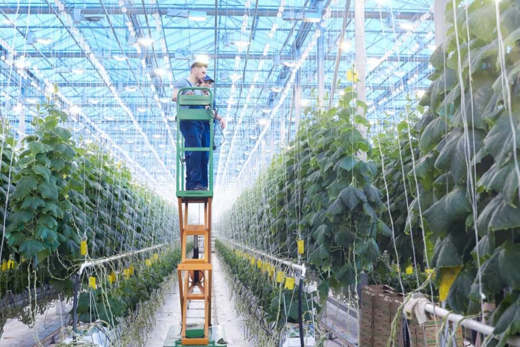 Greenhouse Farming in France