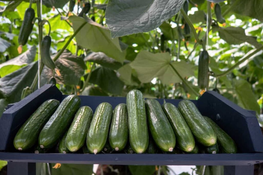 Greenhouse Cucumber Farming