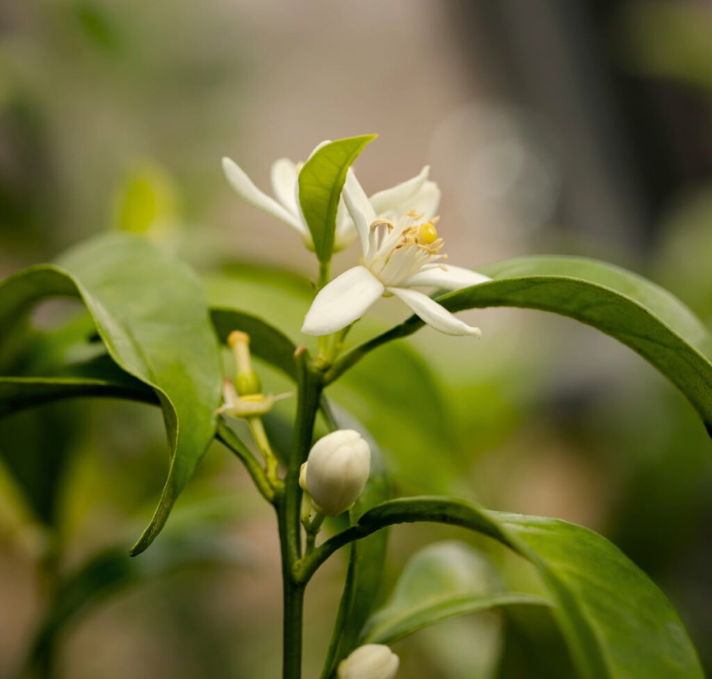 White Lemon Flowers