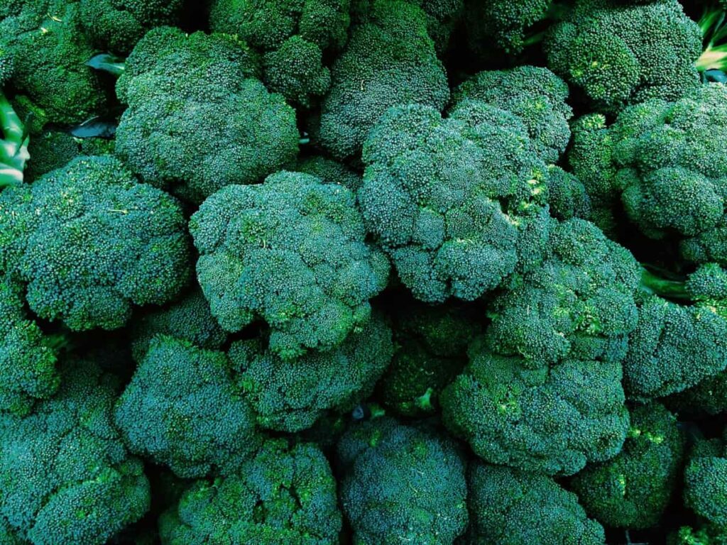 How to Grow and Care for Broccoli in India