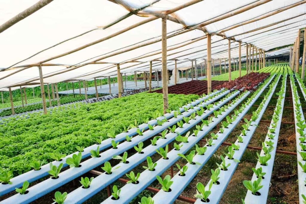 Large Scale Hydroponic Farming