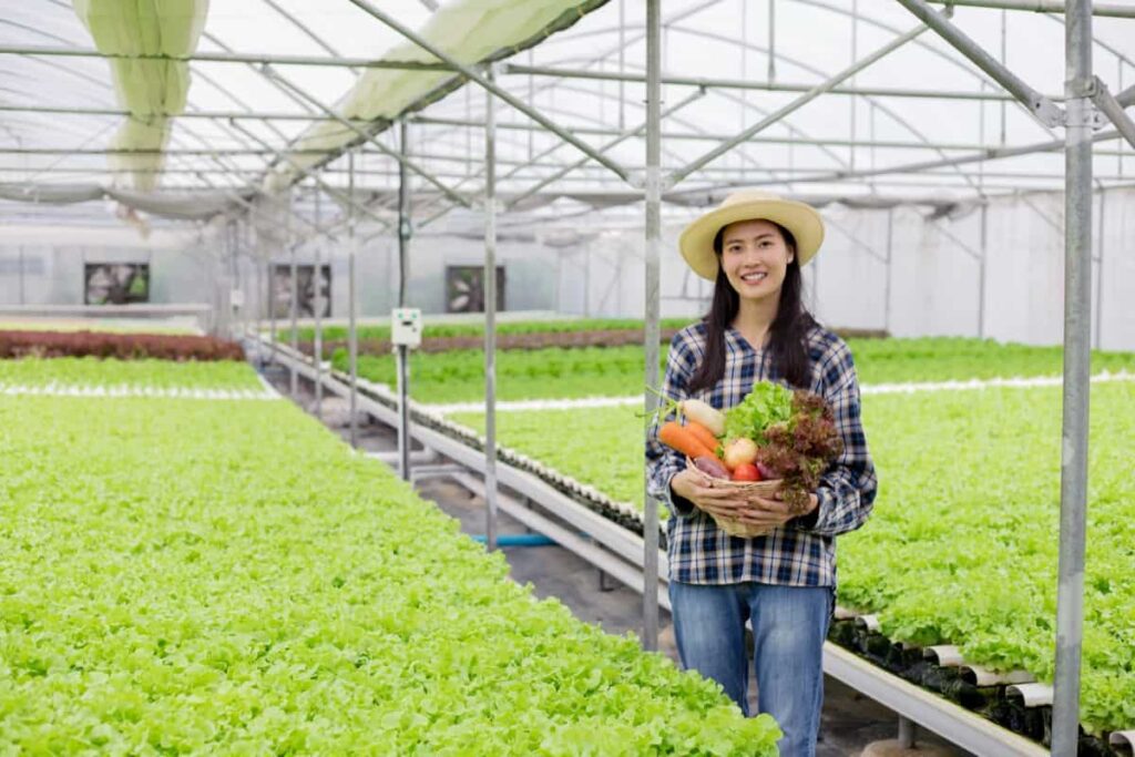 Hydroponic Vegetable Farming