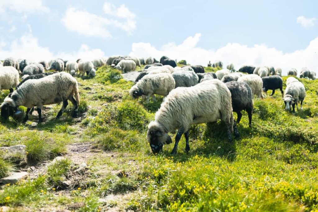 Karnataka Sheep Farming
