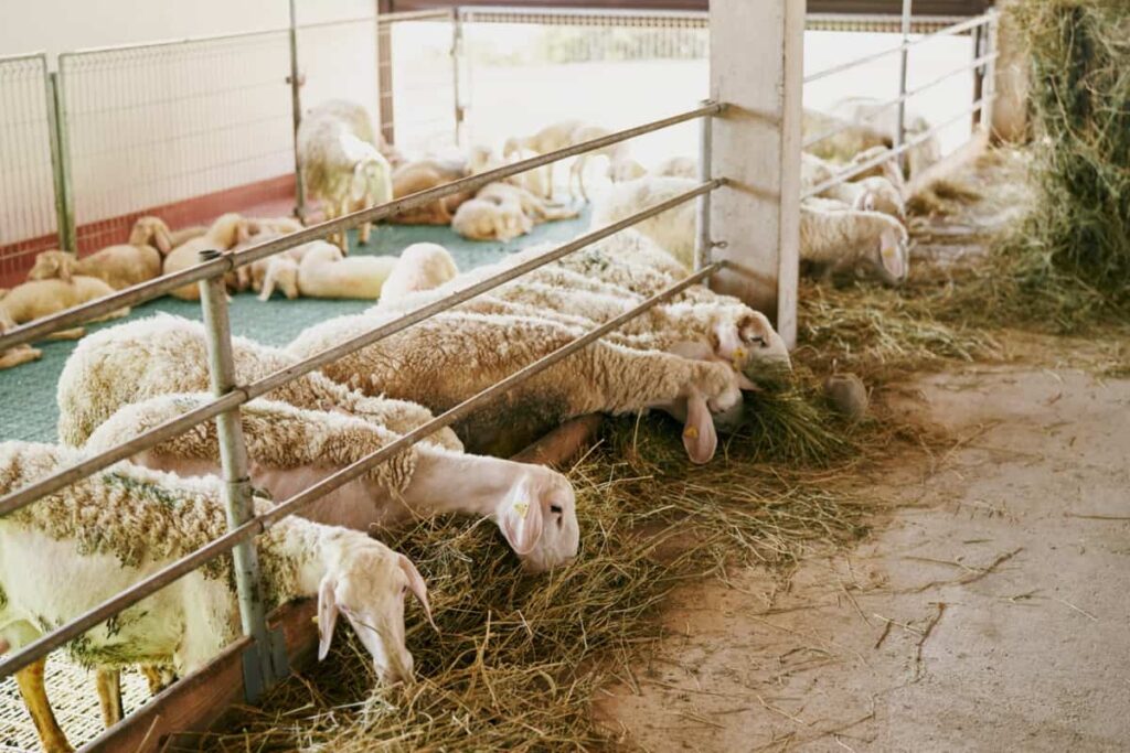 Sheep Feeding Setup