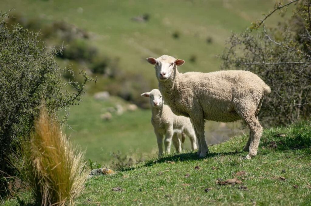 Merino Sheep with Baby