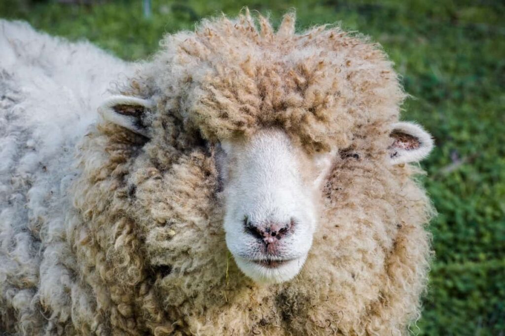 Merino Sheep 