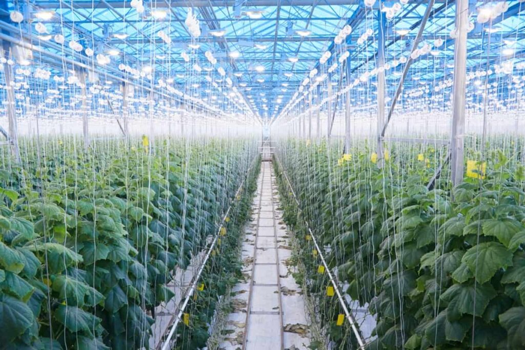 Greenhouse Vegetable Farming