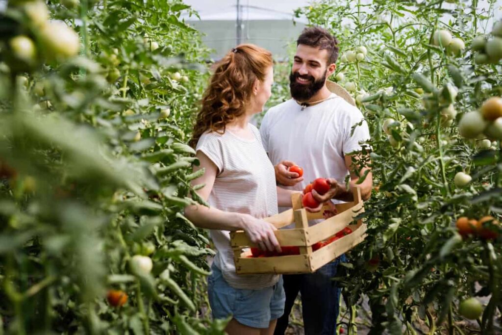Greenhouse Tomato Farming