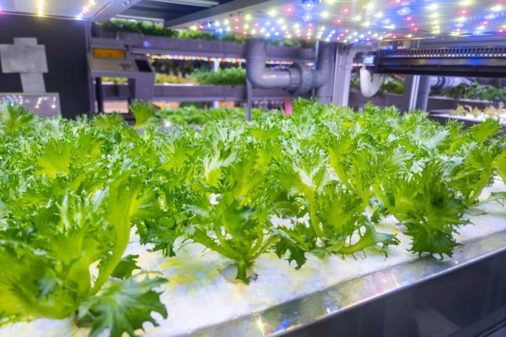 Indoor organic hydroponic vertical vegetable farming with led lights
