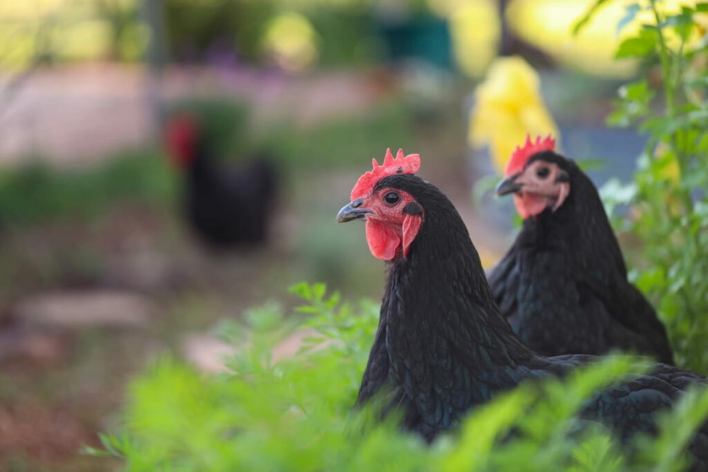15 Types of Black Chicken Breeds