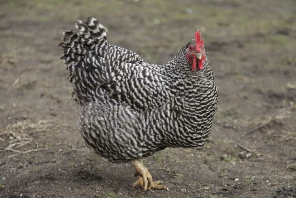 large plymouth rock chicken at a farm