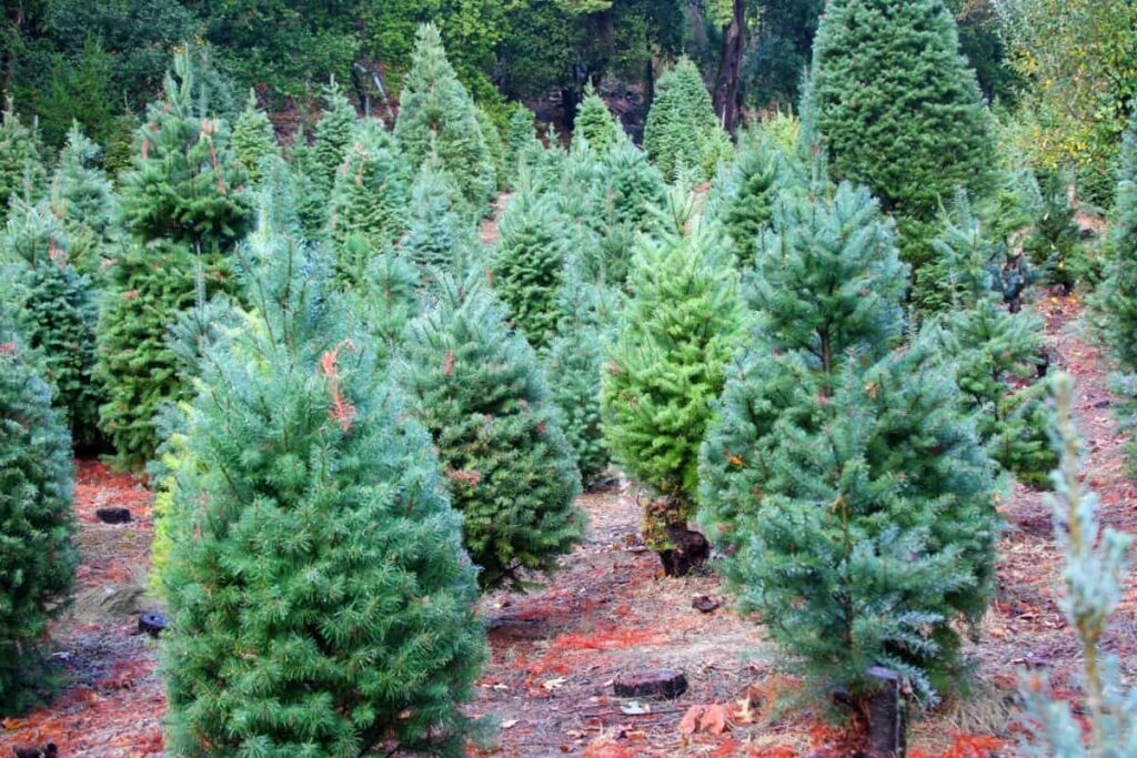 Best Christmas Tree Farms in Maryland