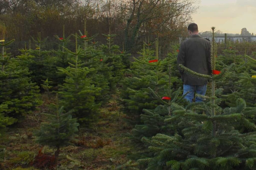 Christmas tree farming
