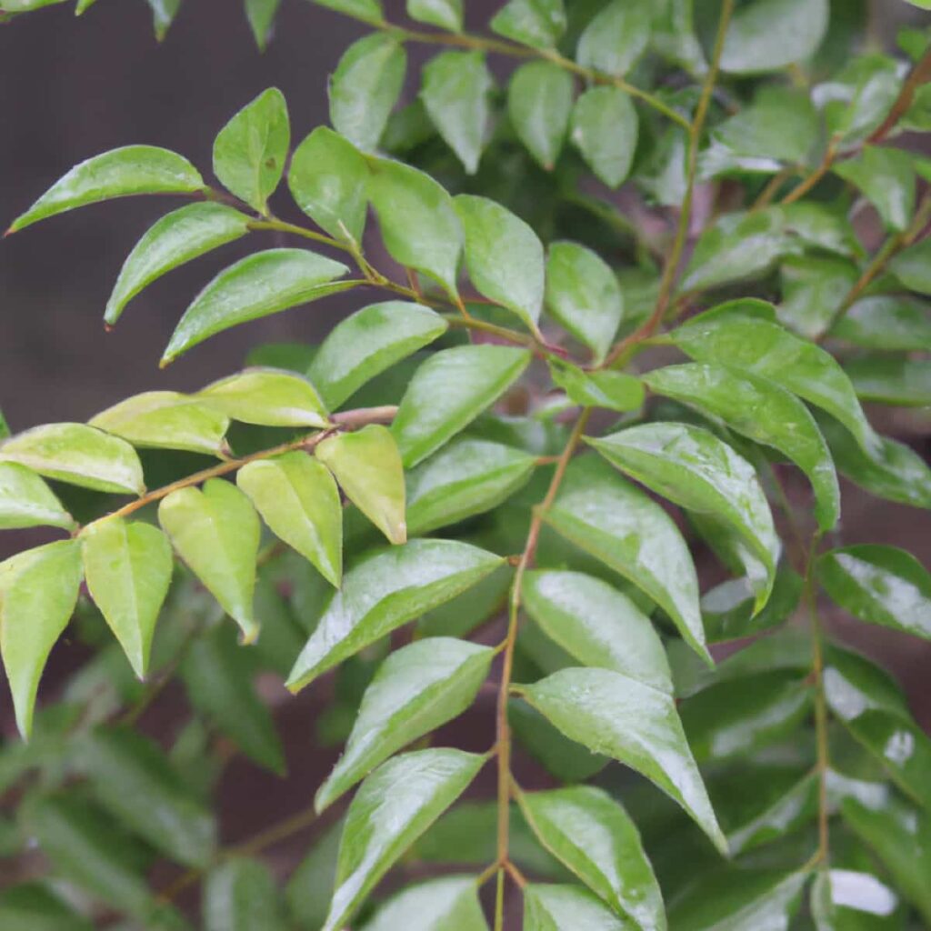 Curry Leaves Plant