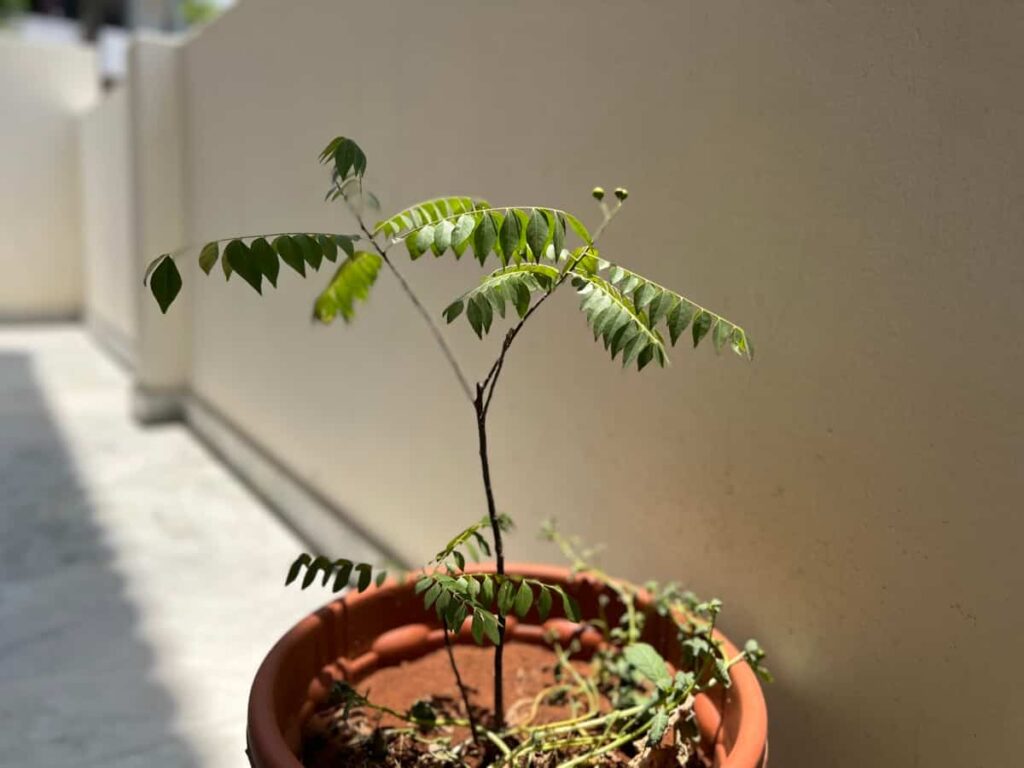 Growing Curry Leaves Plant in a Pot
