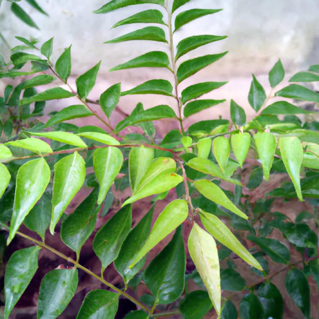 Curry Leaves In the Garden