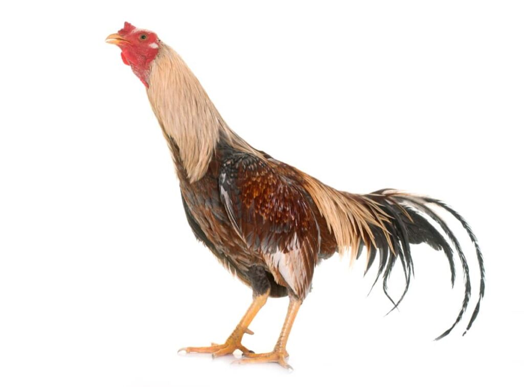 Fighting Rooster Breed