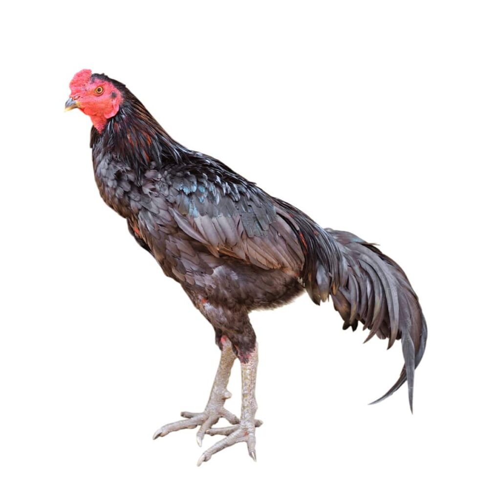 Aggressive Rooster Breed for Cockfighting