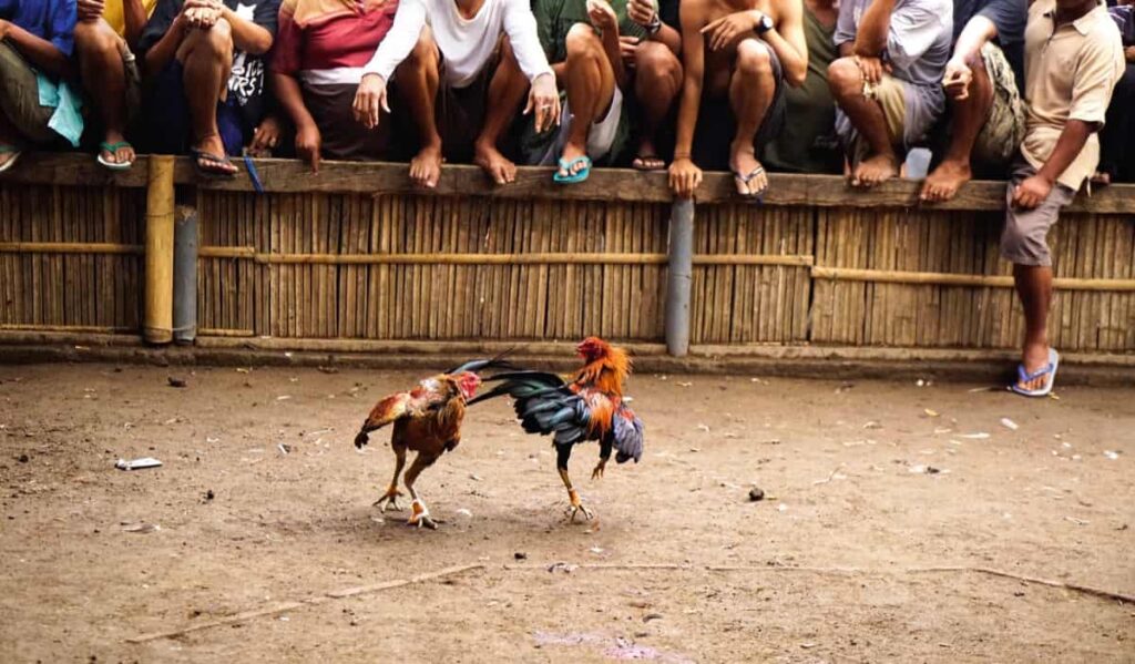 Fastest Gamefowl Breeds for Cockfighting