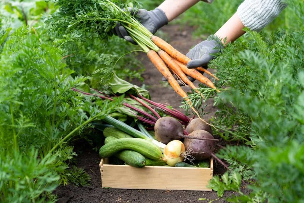 Best Vegetables to Grow in Southern California4