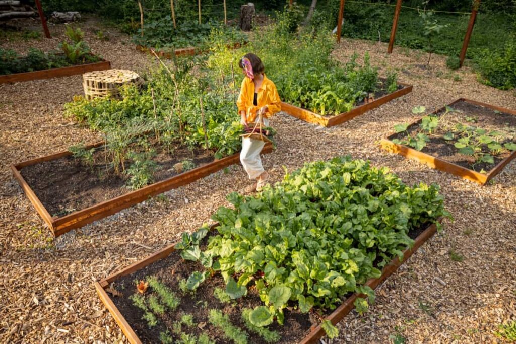 Backyard Vegetable Gardening
