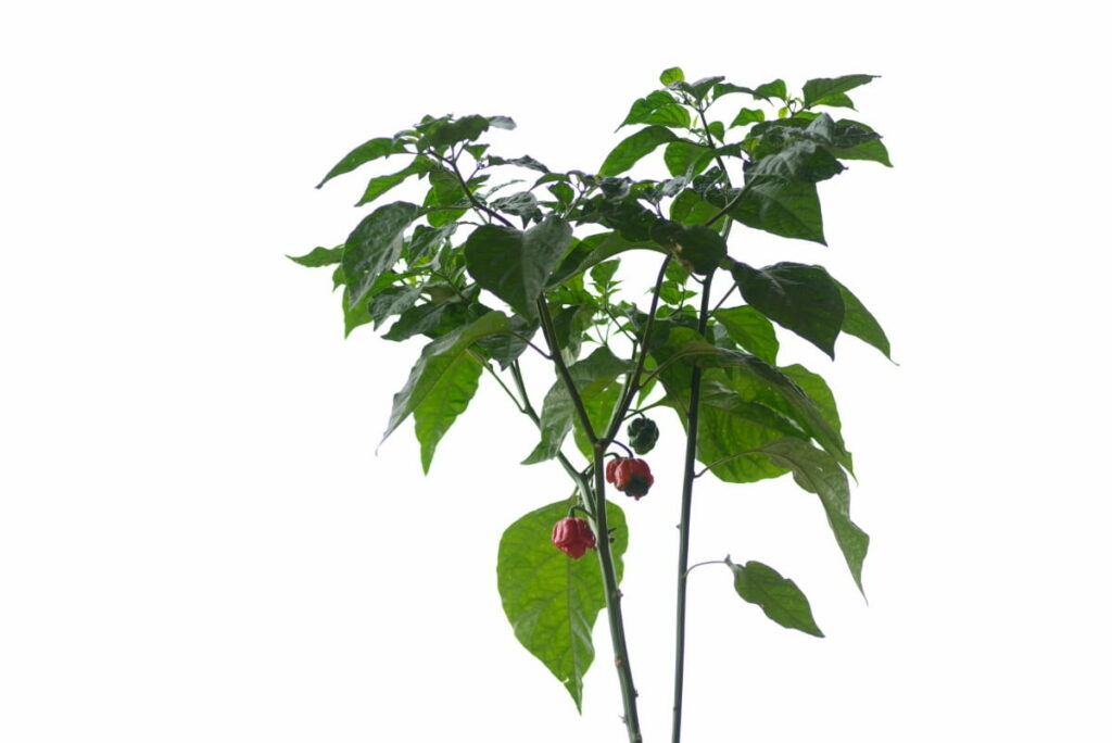 Carolina Reaper Hot Pepper Plant
