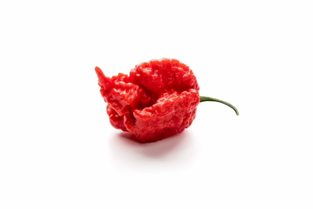 Hottest Red Chili Pepper