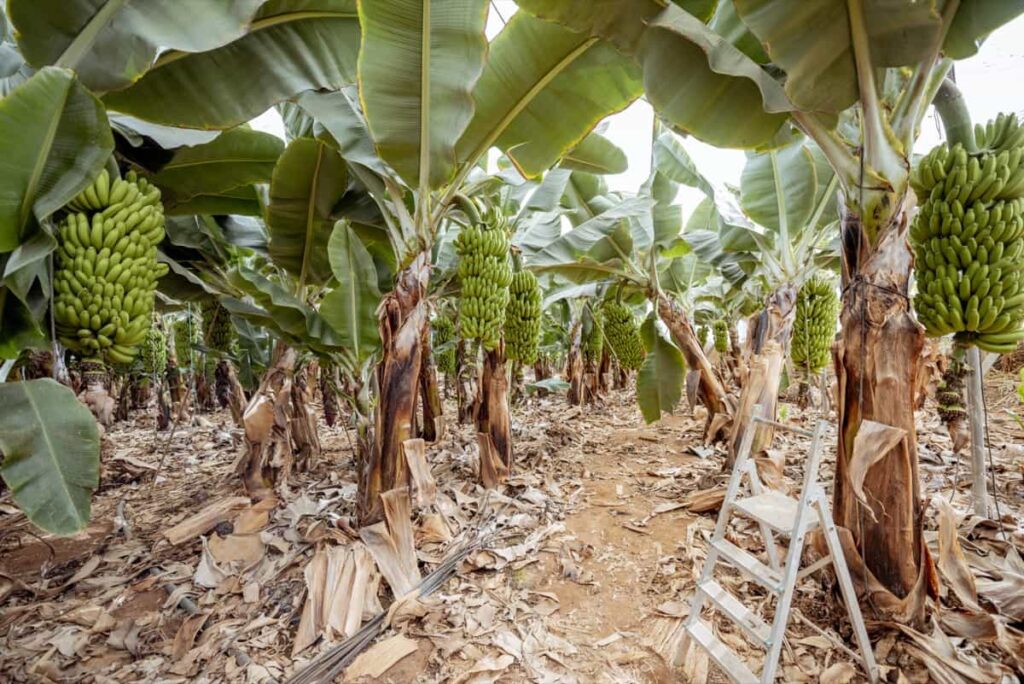Banana plantation with harvest