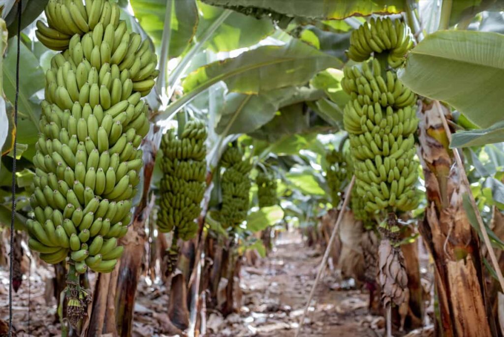Bananas growing on the plantation