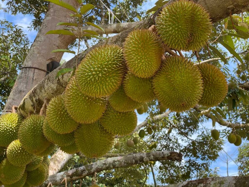 Durian Fruit Farming in the Philippines
