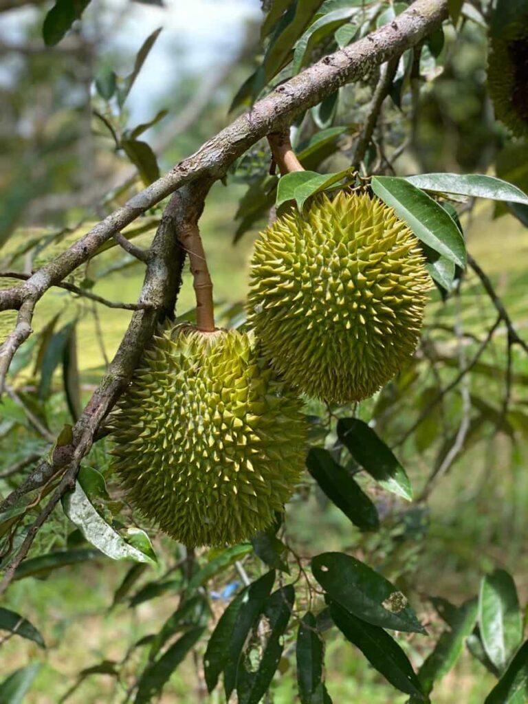 Durian Fruit Farm