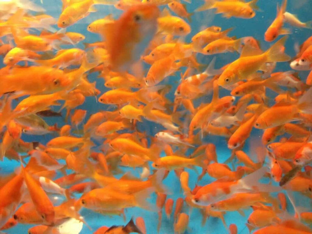 Goldfish Farming in the Philippines