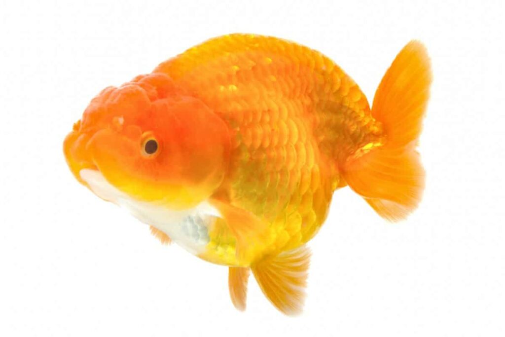 Goldfish for Aquarium 