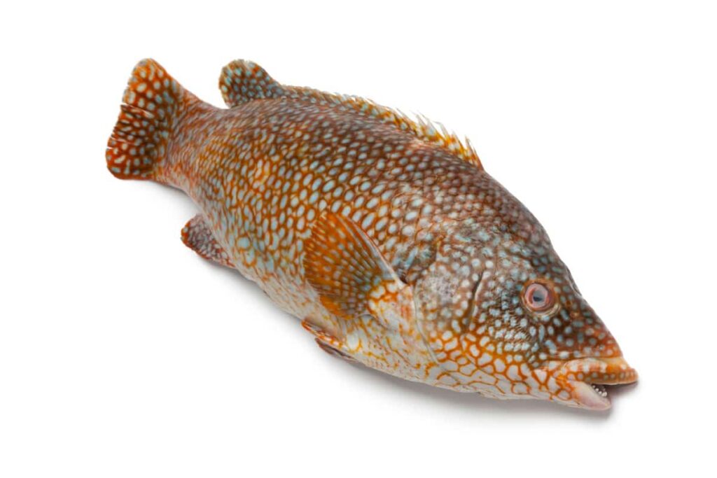Grouper Fish Breed 
