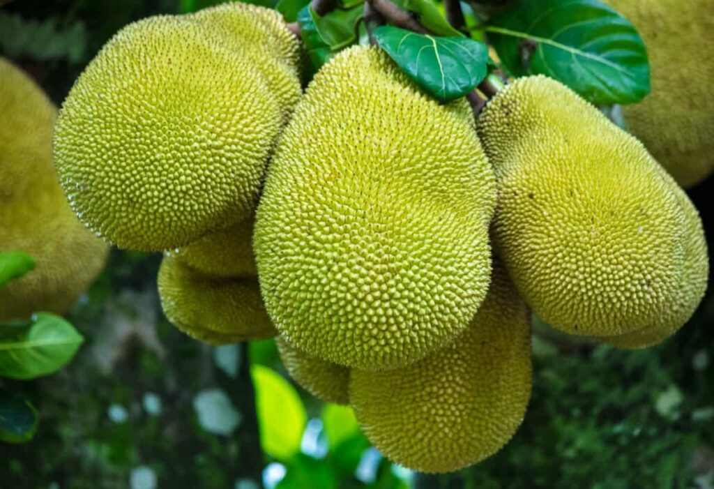 Growing Jackfruit in the Philipines