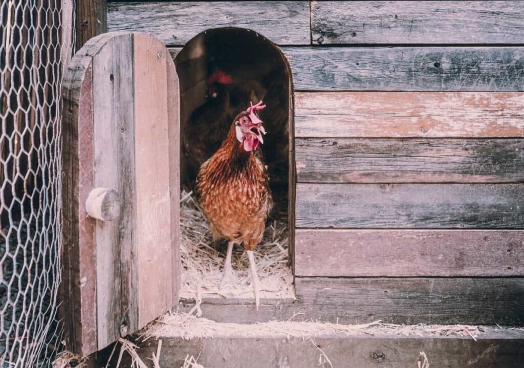 How to Build Chicken Run in Your Budget