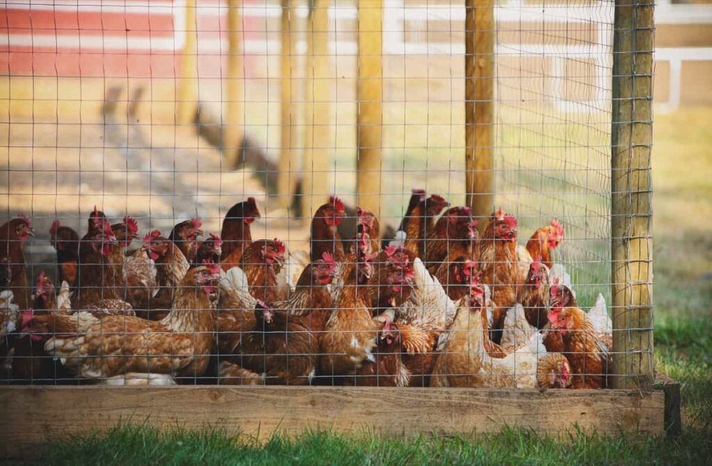 Chicken fenced in a chicken coop