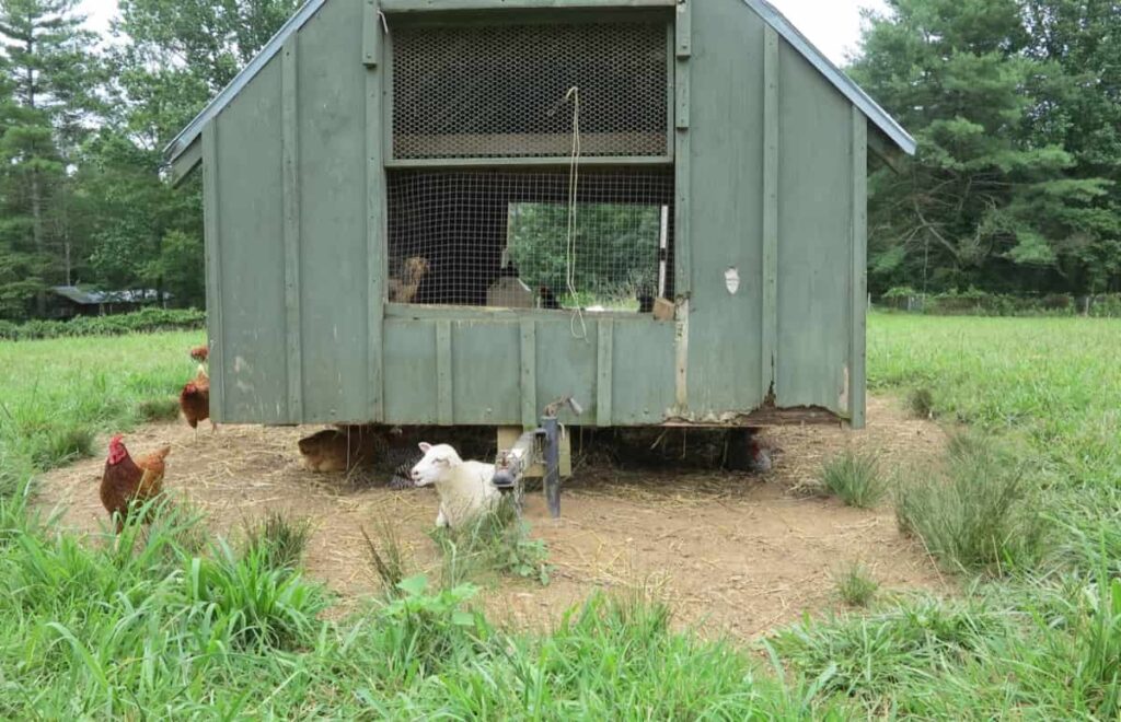 Raised Chicken coop house