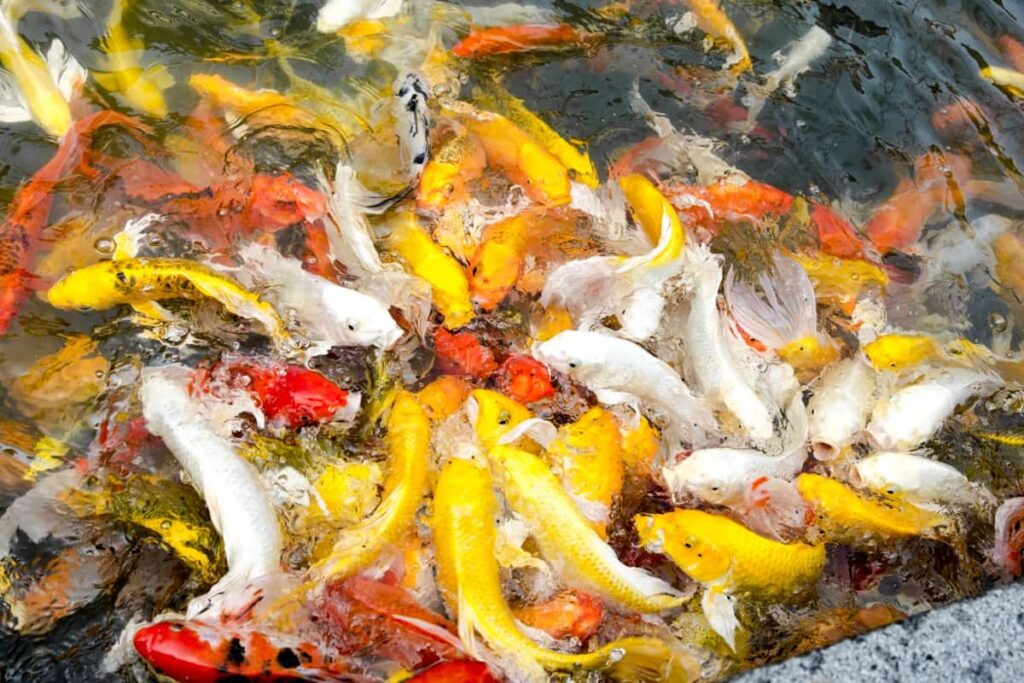 How to Convert a Swimming Pool Into Koi Fish Pond 
