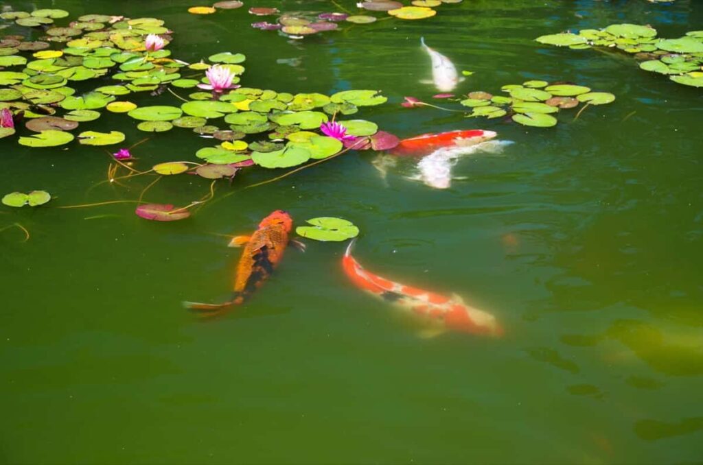Orange koi fish in a pond